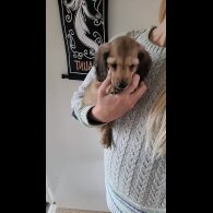Dachshund (Miniature Long Haired)