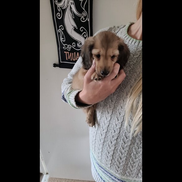 Dachshund (Miniature Long Haired)