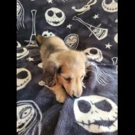 Dachshund (Miniature Long Haired)