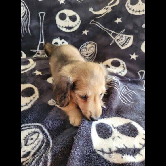 Dachshund (Miniature Long Haired)