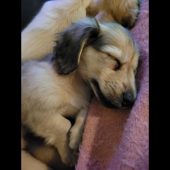 Dachshund (Miniature Long Haired)