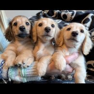 Dachshund (Miniature Long Haired)