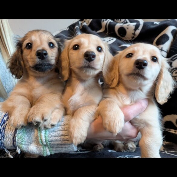 Dachshund (Miniature Long Haired)