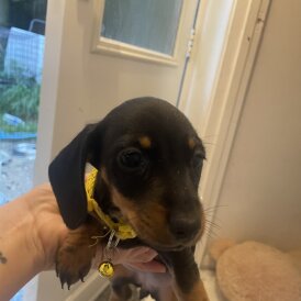 Dachshund (Miniature Smooth Haired)