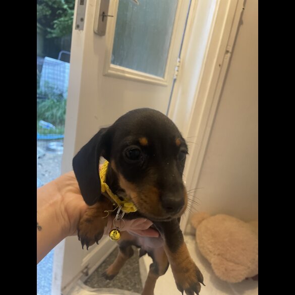 Dachshund (Miniature Smooth Haired)