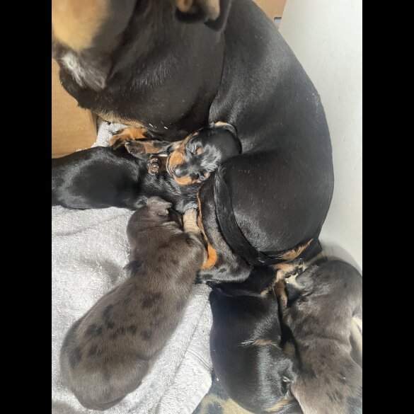 Dachshund (Miniature Smooth Haired)