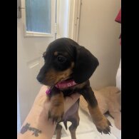 Dachshund (Miniature Smooth Haired)