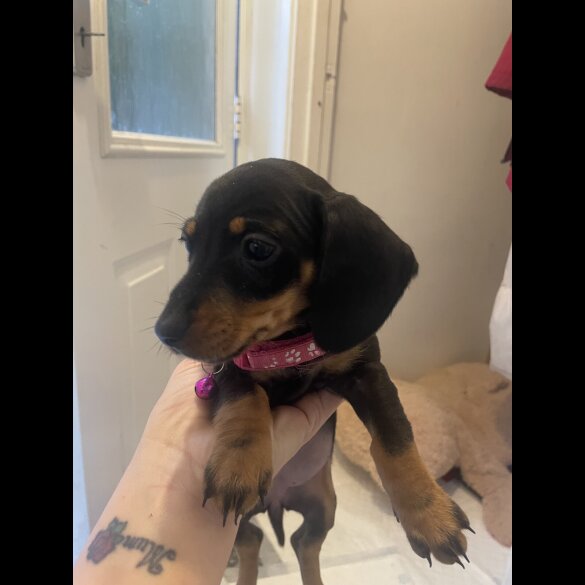 Dachshund (Miniature Smooth Haired)