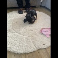 Dachshund (Miniature Smooth Haired)