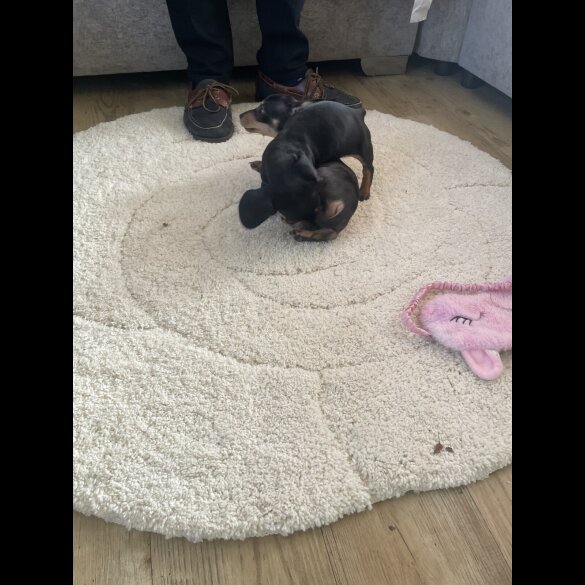 Dachshund (Miniature Smooth Haired)