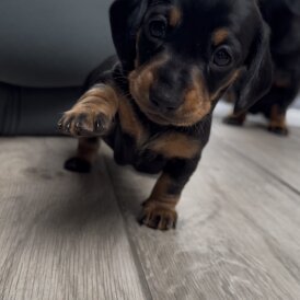Dachshund (Miniature Smooth Haired)