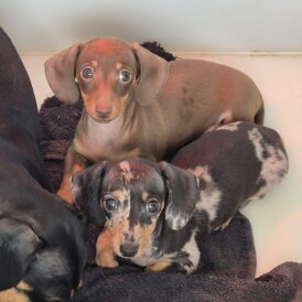 Dachshund (Miniature Smooth Haired) - Both
