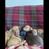 Dachshund (Miniature Smooth Haired)