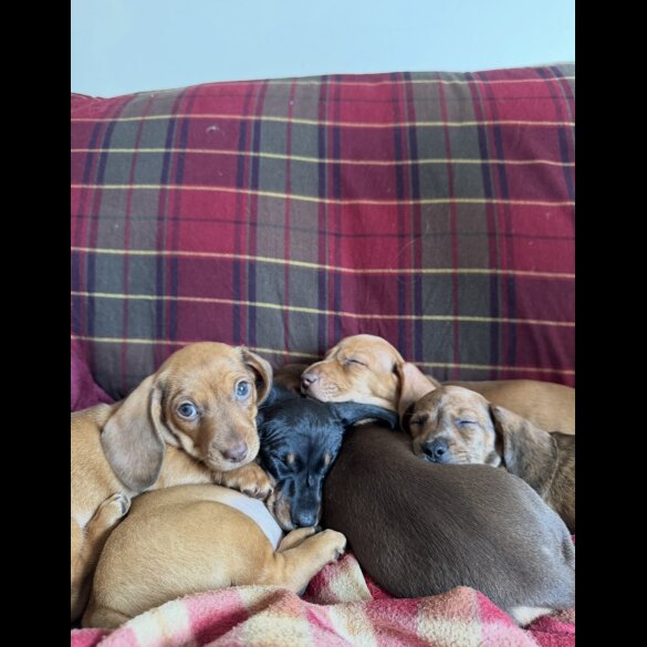 Dachshund (Miniature Smooth Haired)