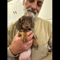 Dachshund (Miniature Smooth Haired)