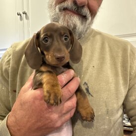 Dachshund (Miniature Smooth Haired)