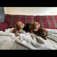 Dachshund (Miniature Smooth Haired)