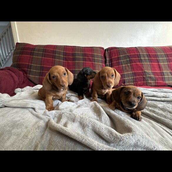 Dachshund (Miniature Smooth Haired)