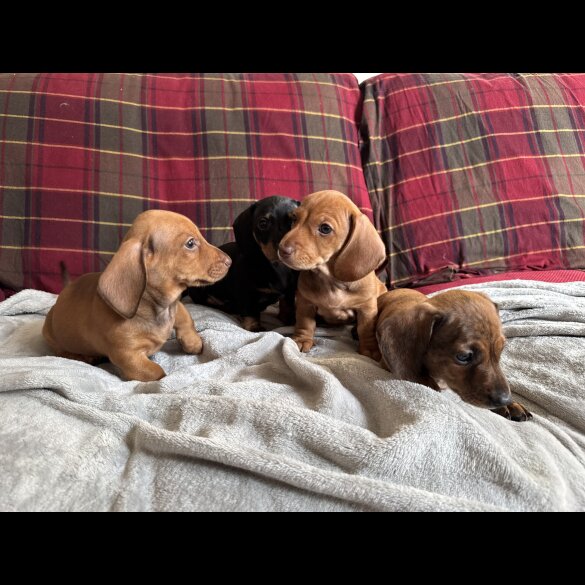 Dachshund (Miniature Smooth Haired)