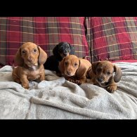 Dachshund (Miniature Smooth Haired)