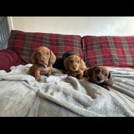 Dachshund (Miniature Smooth Haired)