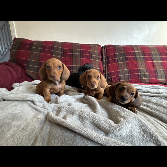 Dachshund (Miniature Smooth Haired)