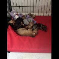 Dachshund (Miniature Smooth Haired)