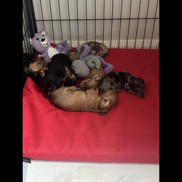 Dachshund (Miniature Smooth Haired)