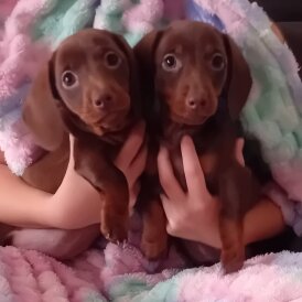 Dachshund (Miniature Smooth Haired) - Both