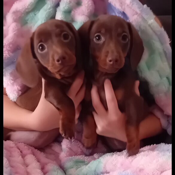 Dachshund (Miniature Smooth Haired) - Both