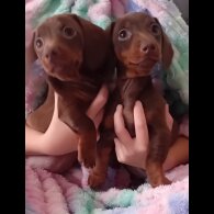 Dachshund (Miniature Smooth Haired) - Both
