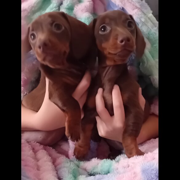 Dachshund (Miniature Smooth Haired) - Both
