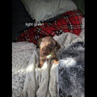 Dachshund (Miniature Smooth Haired)