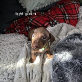 Dachshund (Miniature Smooth Haired)