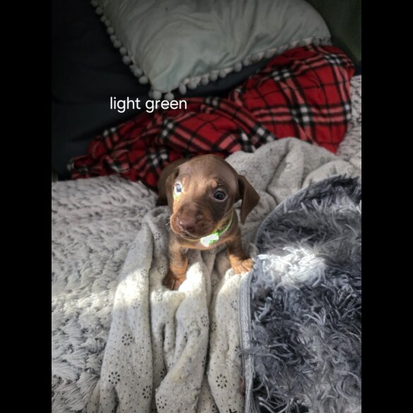 Dachshund (Miniature Smooth Haired)