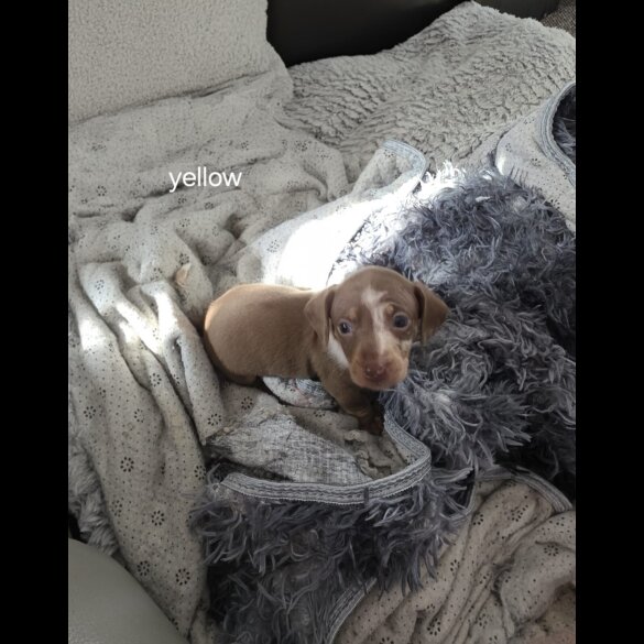 Dachshund (Miniature Smooth Haired)