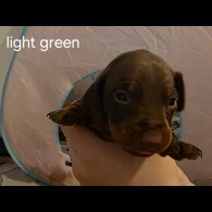 Dachshund (Miniature Smooth Haired)