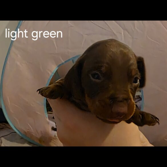 Dachshund (Miniature Smooth Haired)
