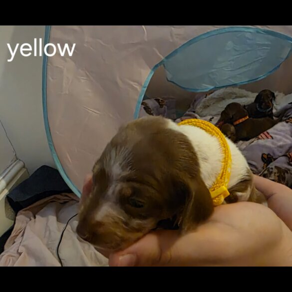 Dachshund (Miniature Smooth Haired)