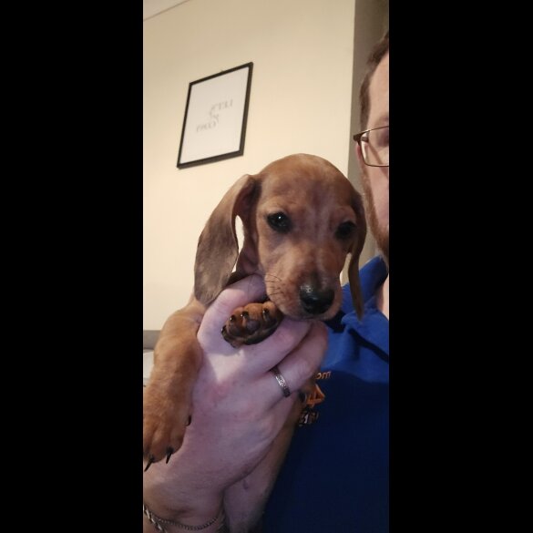Dachshund (Miniature Smooth Haired) - Both