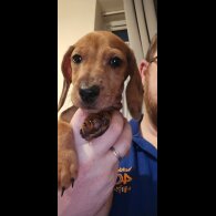Dachshund (Miniature Smooth Haired) - Both