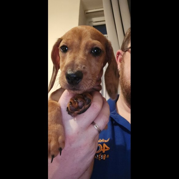 Dachshund (Miniature Smooth Haired) - Both