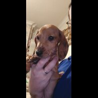 Dachshund (Miniature Smooth Haired) - Both