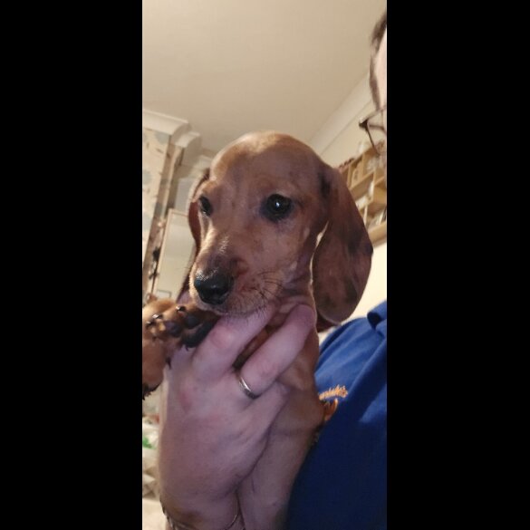 Dachshund (Miniature Smooth Haired) - Both