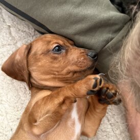 Dachshund (Miniature Smooth Haired)
