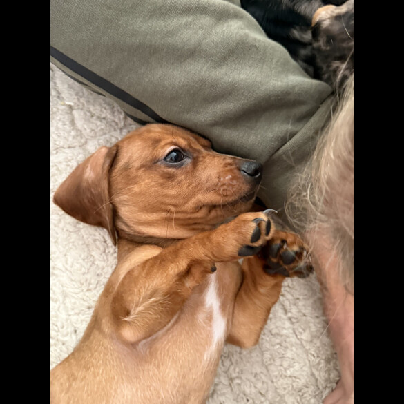 Dachshund (Miniature Smooth Haired)