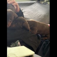 Dachshund (Miniature Smooth Haired)