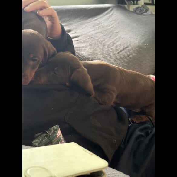 Dachshund (Miniature Smooth Haired)