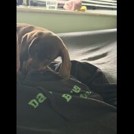 Dachshund (Miniature Smooth Haired)