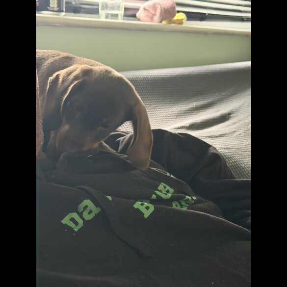 Dachshund (Miniature Smooth Haired)